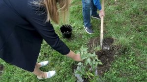 Благоустройство Сиреневого бульвара - Анатолий Вассерман