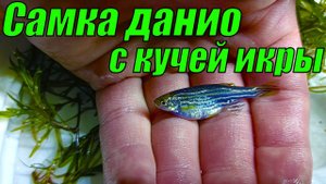 СЛАБОНЕРВНЫМ НЕ СМОТРЕТЬ! Выдавливаю из самки данио кучу икры!