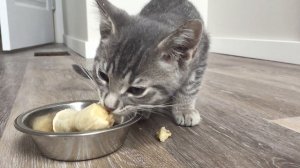 Kitten Adores Eating a Banana