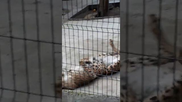 Ялта-Интурист зимой: зоопарк, красивые виды, легендарный отель смотреть онлайн