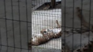 Ялта-Интурист зимой: зоопарк, красивые виды, легендарный отель