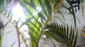 hyophorbe (lagenicaulis vs verschaffeltii )