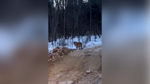 Амурский тигр вышел к лесорубам в Приморье