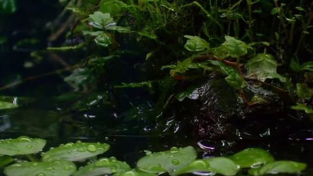 Расцвела Благодарная Земля! смотреть онлайн