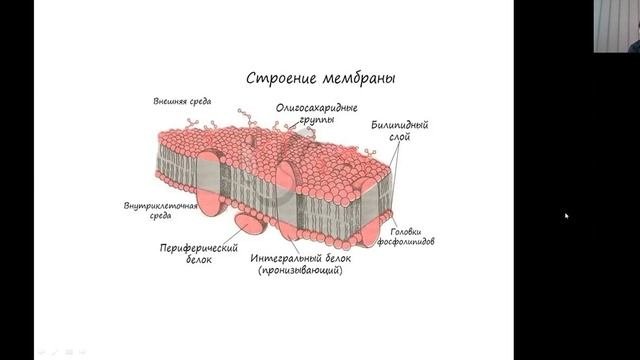 Клетка. Клеточная теория. Химический состав и органоиды клетки