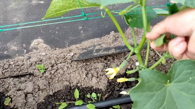 ?????СПРАШИВАЕТЕ - ОТВЕЧАЮ. КАК ЗАПУСТИТЬ ОГУРЦЫ НА СЕТКУ смотреть онлайн