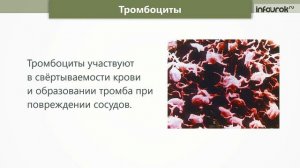 Органы кровообращения. Первая помощь при кровотечениях