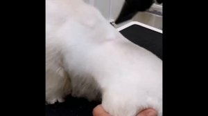 Тримминг собак на примере вест хайленд уайт терьера.