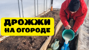 биопрепарат и подкормка своими руками за копейки хлебопекарные дрожжи на огороде