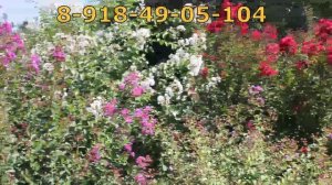 Лагерстремия. Индийская сирень4.mp4