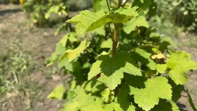 Компот из красной смородины смотреть онлайн