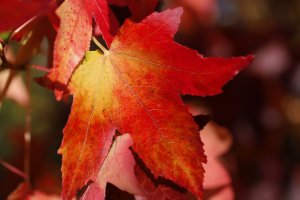 изцыляющая сппокойная музыка для сна, музыка для, расслабляющие видео,.mp4