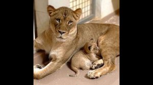 На этом трогательном видео взрослый лев впервые видит своего детеныша