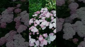 мое открытие - Тысячелистник декоративный