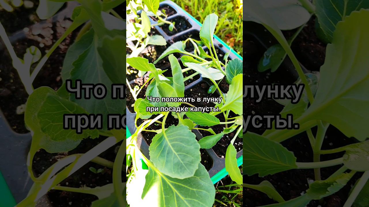 Чем заправить лунку для капусты. #капуста#рассада#чтоположитьвлунку#семена#семенамаркет