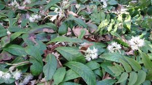 Селезёночник крупнолистный (Chrysosplenium macrophyllum), Ботанический сад Орхус, Дания. 5 марта 202