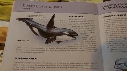 Читаем с Максом книжки на ночь. #сказкинаночь #спокойнойночи #энциклопедия #морскиеживотные #киты