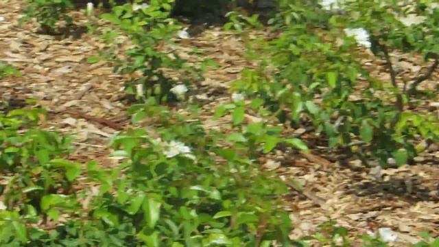 Красавицы Розы в парке Ротшильда-парке Рамат а Надив!Израиль. смотреть онлайн