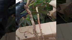 Посылка с питомника "Школьный сад"