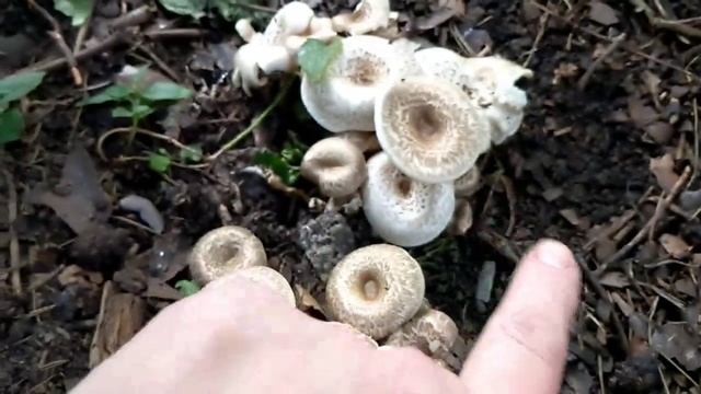 Выращивание грибов на дачном участке#грибынадаче # выращиваниегрибов