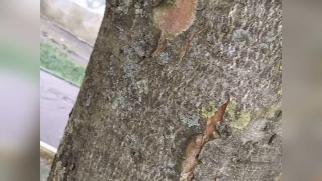 Видеоурок #1: конский каштан смотреть онлайн