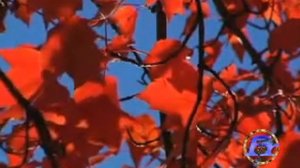 Неразумные же сказали мудрым: дайте нам вашего масла