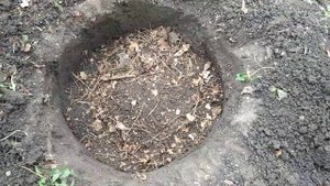 2) ПОСАДКА САЖЕНЦА ГОРТЕНЗИИ МЕТЕЛЬЧАТОЙ ? НА ПОСТОЯННОЕ МЕСТО, ПОЧВОСМЕСЬ ДЛЯ ГОРТЕНЗИИ