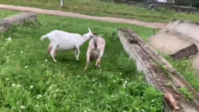 Наше утро//дёшево?Наши цены на молочку//Сена не ожидается. Я в трансе// смотреть онлайн