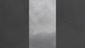 Николаевские голуби Жигана, Воронежская обл