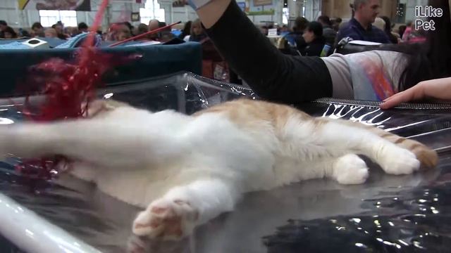 Шотландская вислоухая кошка на Кэтсбург 17 ilikepet смотреть онлайн