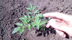 Когда подкармливать томаты в открытом грунте / Выращивание томатов