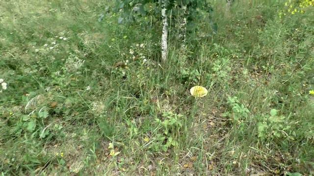 Грибы мухоморы