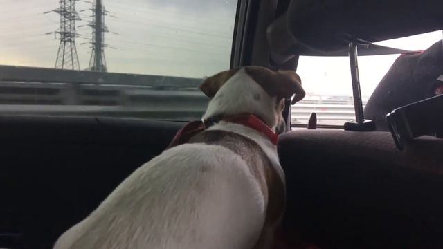 Дача 1 сезон 1 серия. Едем на Дачу смотреть онлайн