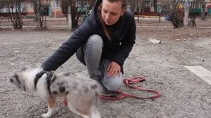 Как научить щенка команде лежать? Команда лежать - как учить. как научить щенка лежать