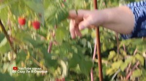 ОБРЕЗКА МАЛИНЫ ДЛЯ БОГАТОГО УРОЖАЯ.