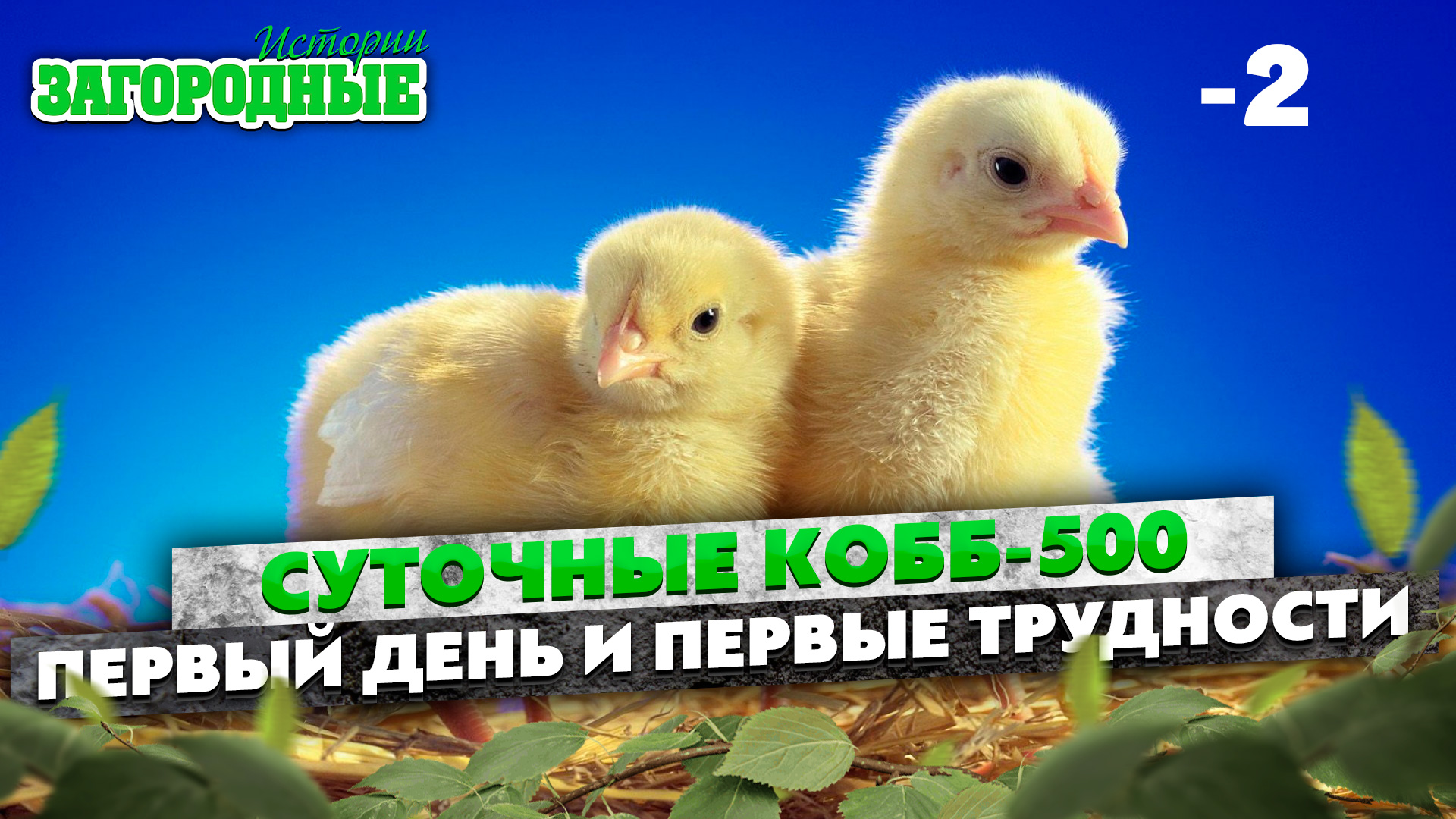 Суточные цыплята КОББ 500 спасаем от холода