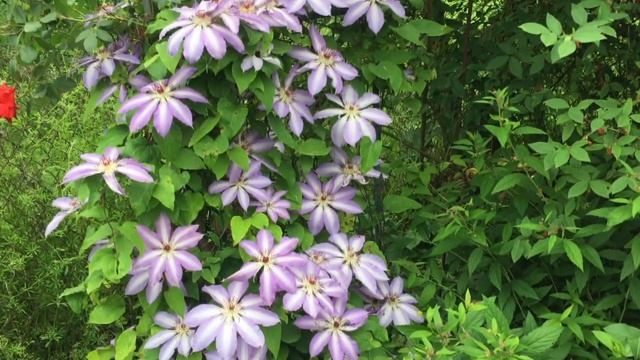 Всё о клематисе СЕРАФИНА . Клематис для полутенистых участков. смотреть онлайн