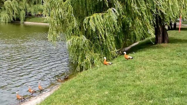 Семья огарей и другие обитатели пруда. The ogare family and other inhabitants of the pond.