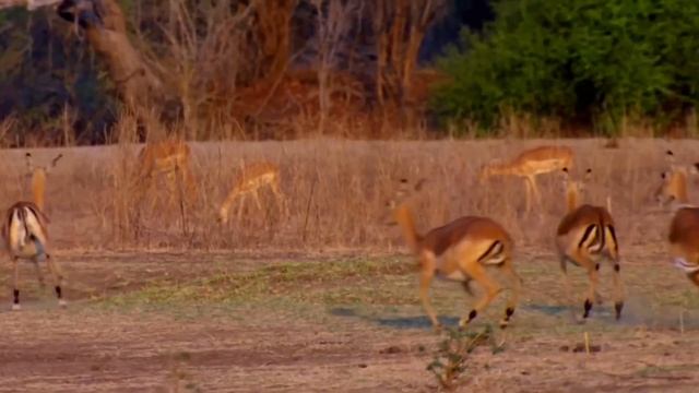 НЕ НА ТОГО НАПАЛ! Гиены недооценили леопарда и поплатились. Вот что произошло смотреть онлайн