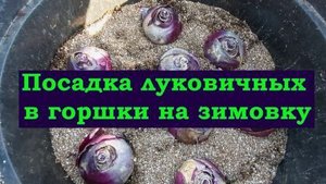 Посадка луковичных цветов в контейнеры осенью. Готовлю осенью яркое цветение весной!