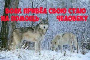 Интересная история, волк привел свою стаю на помощь человеку против медведя.