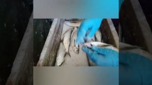 Сухой посол чехони. Рыбка получается очень вкусная!