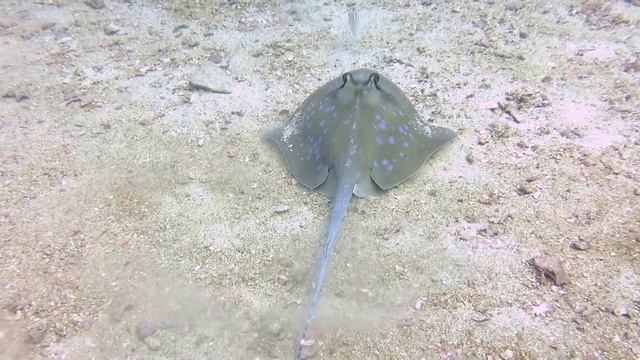 скат-хвостокол на дайв-сайте Рая Яй, Бэй -1 смотреть онлайн