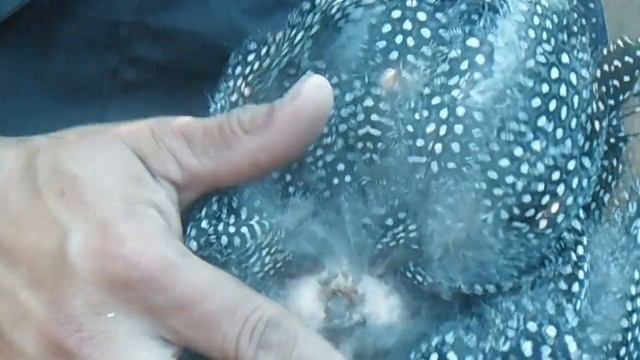 Определение пола у цесарок смотреть онлайн