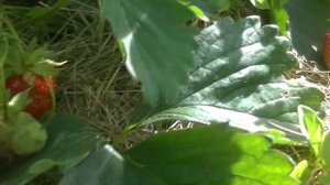 Клубника МЕДОВАЯ, ФЕСТИВАЛЬНАЯ, МАКСИМ подробное описание и дегустация.