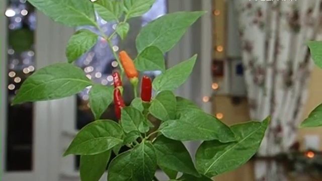 Создаём флорариум и выращиваем острый перец на окне. Удачные заметки смотреть онлайн