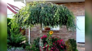 Засухоустойчивые неприхотливые кустарники для сада, которые практически не требуют ухода