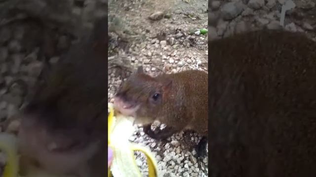 Feeding a Mexican agouti