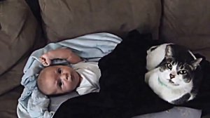 Кошки, которые защищают детей