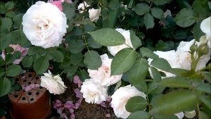 Роза Пьер де Ронсар/Pierre de Ronsard ( Eden Rose 85)  Meilland, 1987